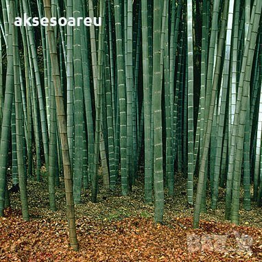 100 бр. Бамбукови Семена гигантски бамбук Moso Bambo градински декоративни растения декорация за гра, снимка 2 - Сортови семена и луковици - 28244727