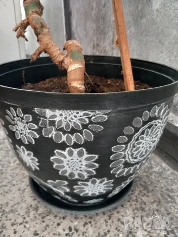 Филодендрон Монстера Делициоза , снимка 7 - Стайни растения - 38745036