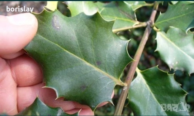 Билка Пърнар(лекува бъбречни заболявания, камъни в бъбреците, инфекции и бактерии в урината)