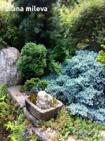 Juniperus squamata 'Blue Star', Хвойна Синя Звезда, снимка 5 - Градински цветя и растения - 39479257