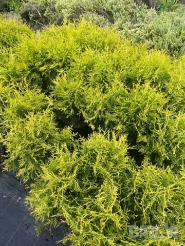 Златиста кълбовидна туя, снимка 3 - Градински цветя и растения - 51105195