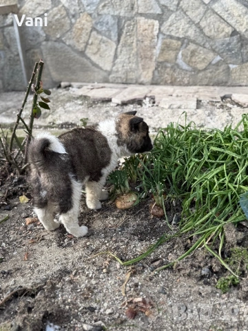 Америкаска акита женски и женско, снимка 3 - Акита - 53165395