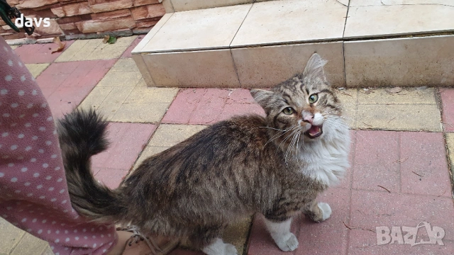 Красавец търси приемен / постоянен дом, снимка 5 - Други - 53488361