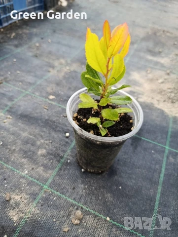 Ягодово дърво - Арбутус, снимка 3 - Градински цветя и растения - 49301373