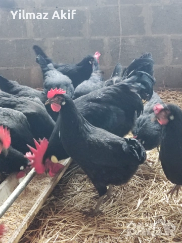  Яйца от черен Легхорн, снимка 3 - Кокошки и пуйки - 53107441