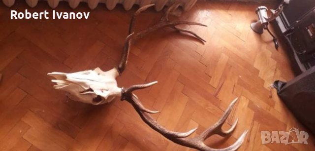 Еленски трофей с рога и череп, снимка 3 - Декорация за дома - 32699081