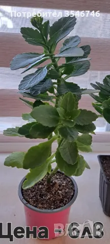 Каланхое-жълто , снимка 3 - Стайни растения - 48180432