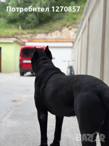 Кане Корсо бебета, снимка 8 - Кане корсо - 52553905