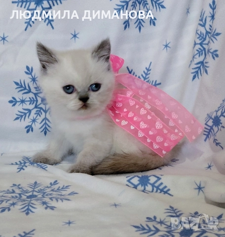 Персийско екзотично момиче. , снимка 5 - Персийска - 52883045