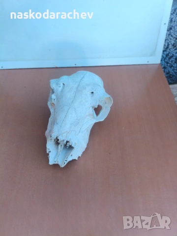 Череп за декорация, снимка 8 - Декорация за дома - 39432640
