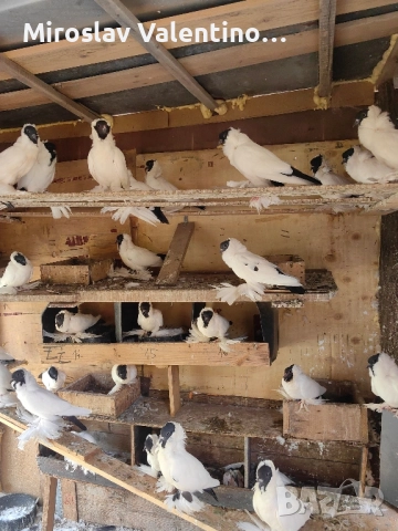 шмалкалденски монахини, снимка 7 - Гълъби - 48561164