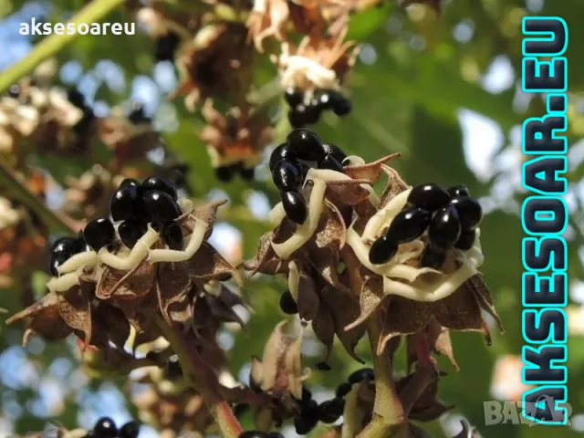 Продавам 400 висококачествени семена от медоносното дърво на пчеларя Еводия Даниели и разсад дръвчет, снимка 10 - Сортови семена и луковици - 49258651