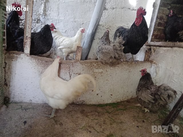 Разплодни яйца и пиленца от Легхорн, Легбар, Австралорп черен, син, Бял , снимка 7 - Кокошки и пуйки - 43887227