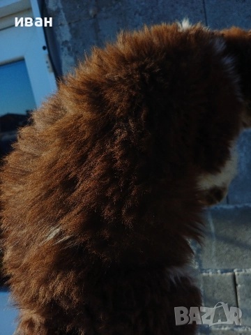 бок каракачанка, снимка 8 - Каракачанска овчарка - 52941882