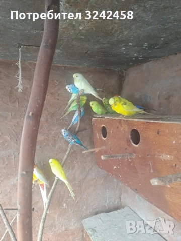 Продавам папагали и клетки , снимка 9 - Папагали - 52510763