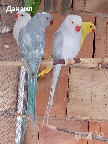 Малък Александър -женска , снимка 2 - Папагали - 53071987