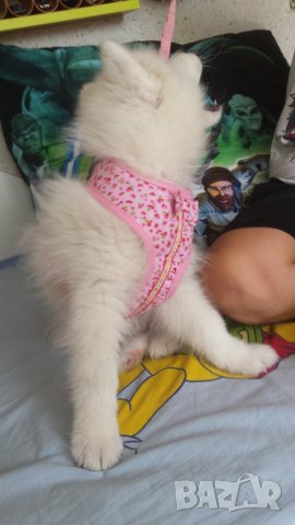 Каишка нашийник за куче размер S, снимка 2 - За кучета - 27922776