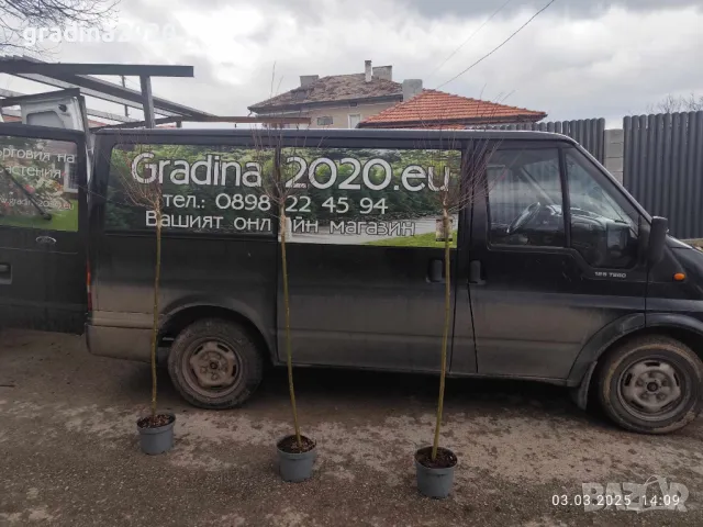 Японска върба Salix Hakuro Nishiki - Фламинго, снимка 12 - Разсади - 44452310