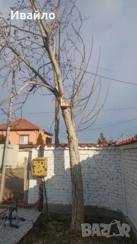 Орех за рязане