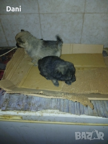 Mini wpicove, снимка 10 - Шпиц - 53598502