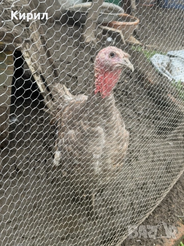 Продавам пуйки