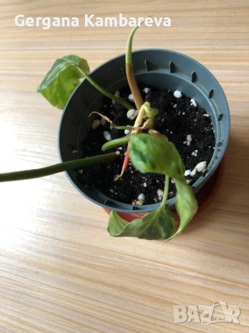 Philodendron Gloriosum Snow Leopard , снимка 3 - Стайни растения - 52331564