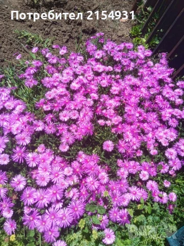 Сукуленти / Дебелец / Алпийска роза, снимка 15 - Градински цветя и растения - 36621042