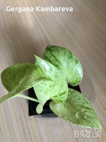 Epipremnum Snow Queen , снимка 2 - Стайни растения - 53295275