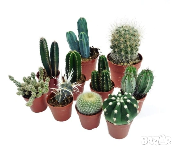 красиви кактуси 