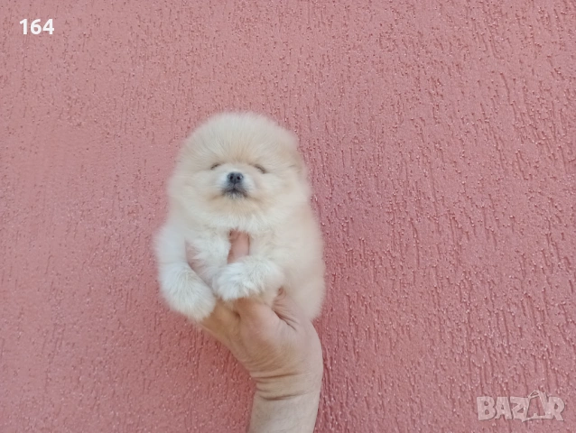 Момиченце. Померан. Реални снимки от 23.02.26 г. 