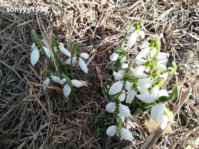 лот кокиченца с луковици в саксия с пръст-2025г 3001251838, снимка 3 - Градински цветя и растения - 48897233