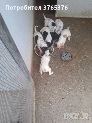 Английски пойнтер, снимка 6 - Пойнтер - 52475317