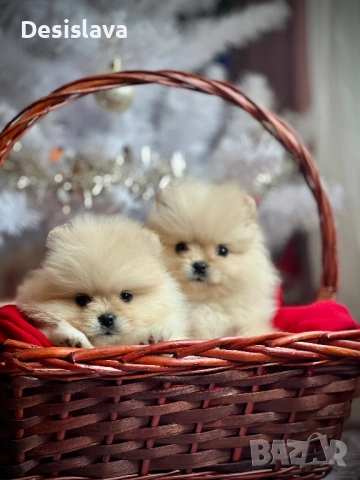 Мини померан 