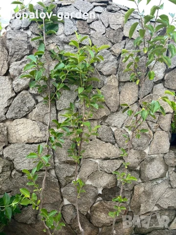 райска ябълка, снимка 4 - Градински цветя и растения - 51003210