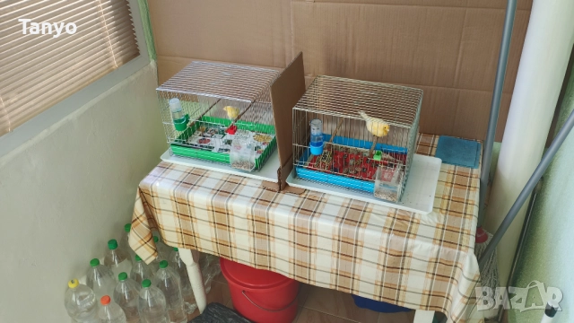 Мъжко и женско,тазгодишни.Орфей, снимка 4 - Канари - 52772739