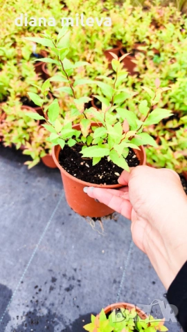 Промо пакет от 6 бр студоустойчиви растения, снимка 5 - Градински цветя и растения - 52111446