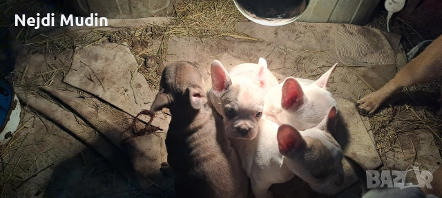 френски булдочета, снимка 15 - Френски булдог - 53112390