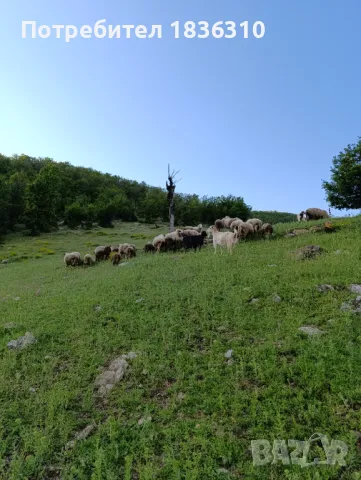 Агнета балкански , снимка 6 - Овце - 50338751