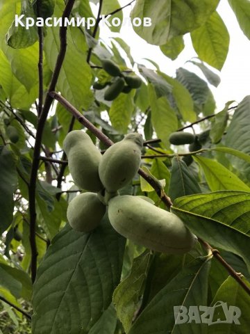 Индиански банан, Асимина трилоба, Asimina triloba,семена и растения, снимка 6 - Разсади - 27092676