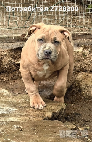 Американско Були ХЛ/ American Bully XL, снимка 9 - Питбул - 51410382