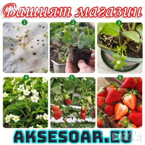 100 бр. ягодови семена от гигантска ягода градинско плодово растение сладки и вкусни червени ягоди, снимка 8 - Сортови семена и луковици - 50619114