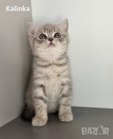 Британско късокосместо таби, снимка 13 - Британска късокосместа - 50895217