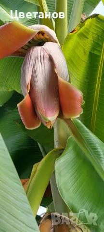 Студоустойчив банан Mussa Basjоo, снимка 3 - Градински цветя и растения - 49444446