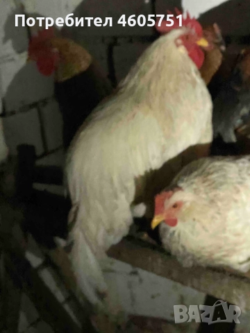 Млади ПЕТЛЕТА