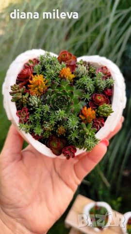 Гипсокерамични крила с формата на сърце и с живи студоустойчиви сукуленти!