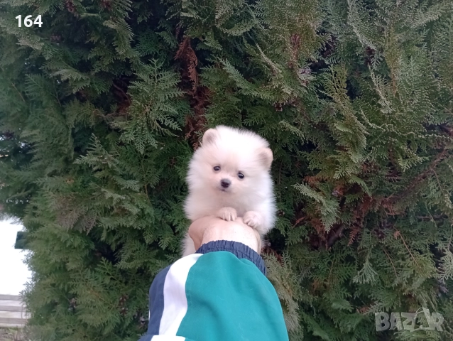 Женски Померани. Реални снимки от 22.12.25, снимка 6 - Померан - 52847976