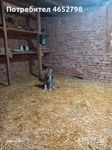 Чехословашки Вълчак, снимка 7 - Други - 53214003