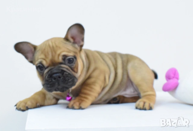 Френски булдочета, снимка 2 - Френски булдог - 53478634