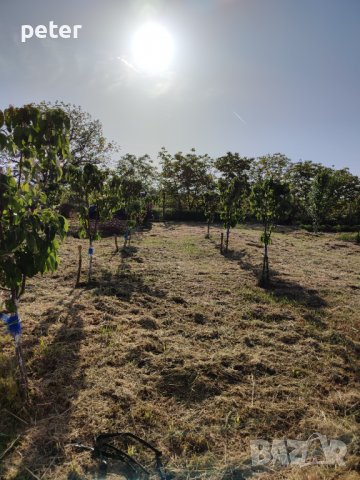 Овощна градина , снимка 7 - Земеделска земя - 38065060