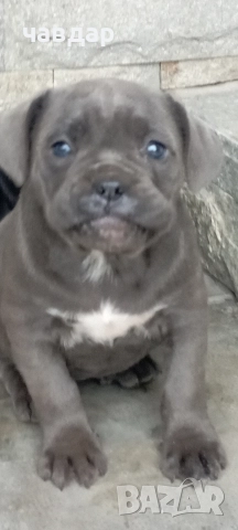 малки Кане Корсо , снимка 3 - Кане корсо - 52974140